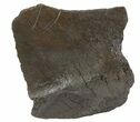 Fossil Whale Bone - Shark Tooth Marks (Megalodon?) #64296-2
